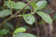 Asphaera albomarginata