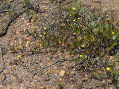 Osteospermum pyrifolium