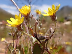 Osteospermum pyrifolium