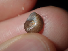 Eurytrochus strangei