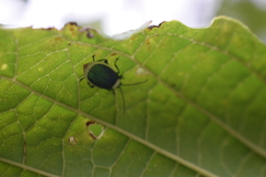 Asphaera albomarginata
