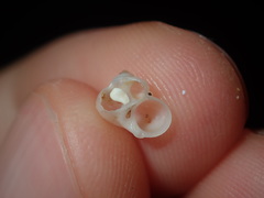 Crosseola concinna
