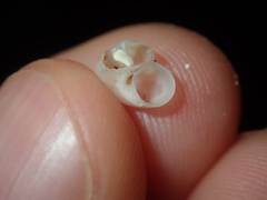 Crosseola concinna