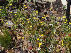 Osteospermum pyrifolium