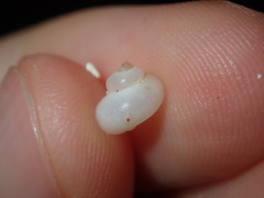 Crosseola concinna