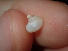 Crosseola concinna