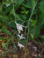 Carlowrightia