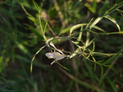 Carlowrightia