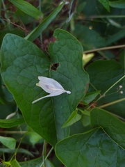 Carlowrightia
