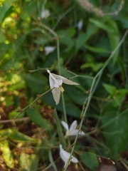 Carlowrightia