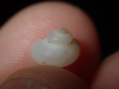 Crosseola concinna