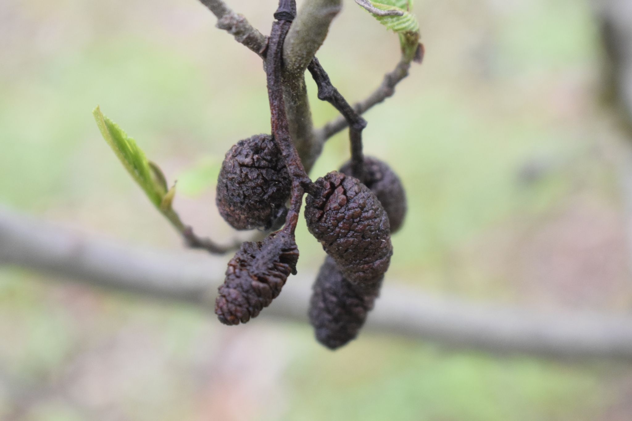 Alnus acuminata image