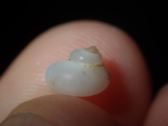 Crosseola concinna
