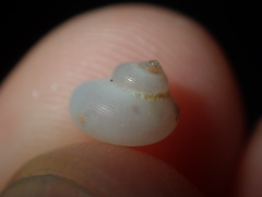 Crosseola concinna