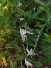 Carlowrightia
