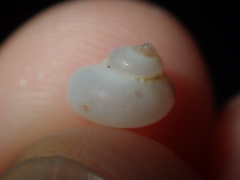 Crosseola concinna