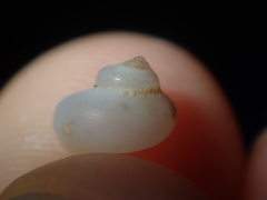 Crosseola concinna