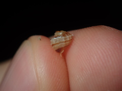 Cymatiidae