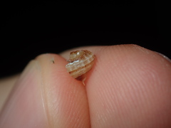 Cymatiidae