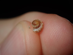 Cymatiidae