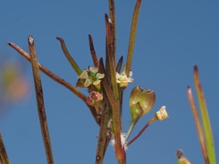Centella virgata