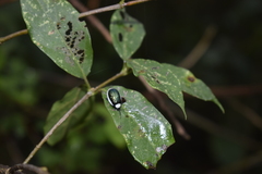 Asphaera albomarginata