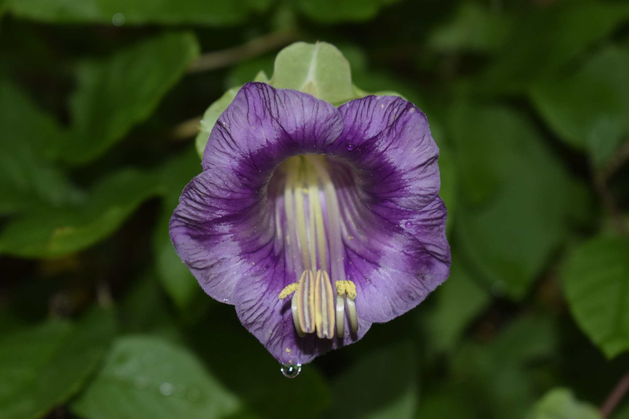 Cobaea image