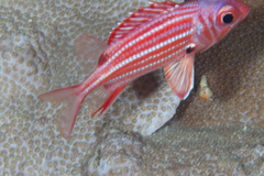 Sargocentron cornutum