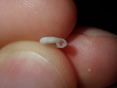 Pseudotorinia delectabilis