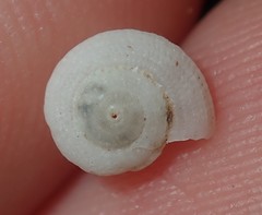 Pseudotorinia delectabilis