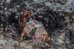 Dardanus pedunculatus