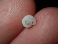 Pseudotorinia delectabilis