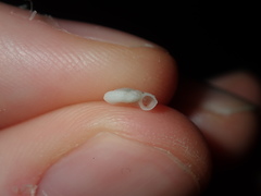 Pseudotorinia delectabilis