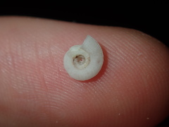 Pseudotorinia delectabilis