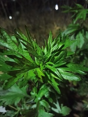 Artemisia vulgaris