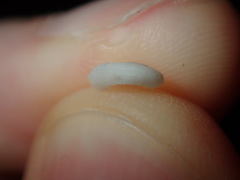 Pseudotorinia delectabilis