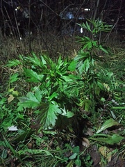 Artemisia vulgaris
