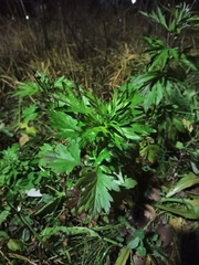 Artemisia vulgaris