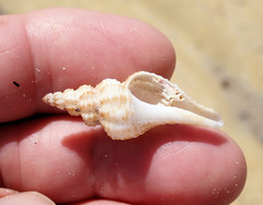 Propefusus australis