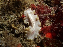 Prostheceraeus moseleyi