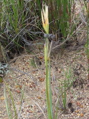 Bobartia gladiata