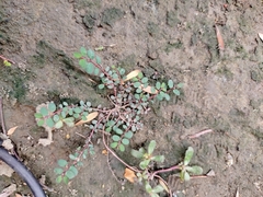 Euphorbia prostrata