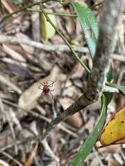 Dimidamus dimidiatus