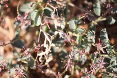Indigofera monophylla