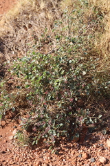 Indigofera monophylla