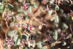 Indigofera monophylla