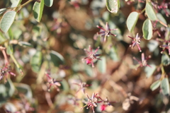 Indigofera monophylla