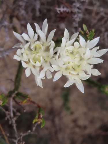 Image of Lachnaea eriocephala by (c) linkie, some rights reserved (CC BY)