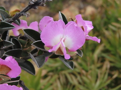 Podalyria variabilis