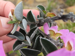 Podalyria variabilis